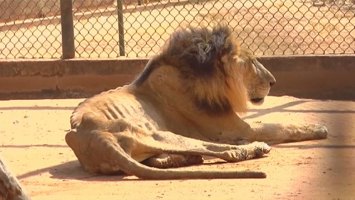 Venezuelská zoo sa "pýši" vychudnutými zvieratami. 