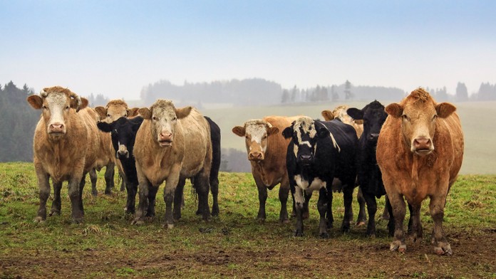 V Rakúsku pred časom udupali kravy ženu na smrť. Existuje zarážajúca spojitosť medzi víkendovým útokom na Považí