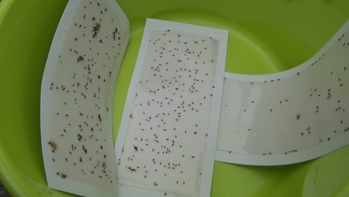 Domy na Orave okupujú chrobáky.