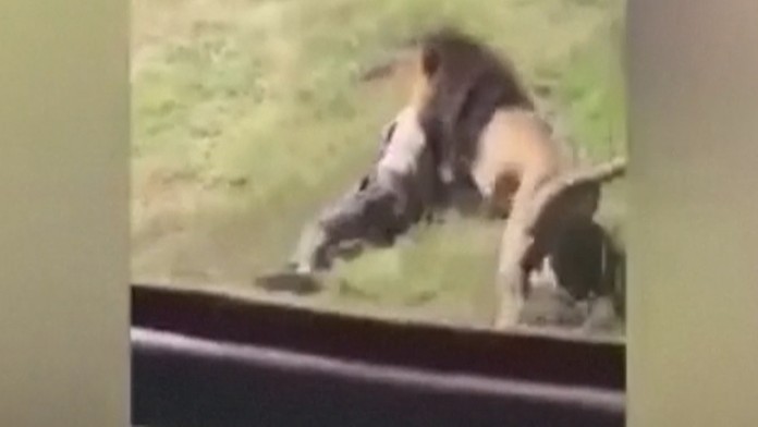 Lev zaútočil na muža.