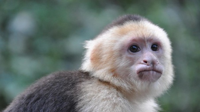 Pestúnka čelí obvineniam z obchodovania s dieťaťom. Podľa polície ho mala vymeniť za opicu