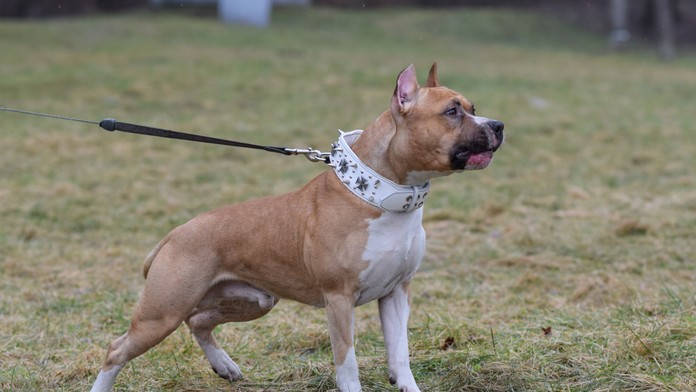 Rakúskom otriasol tragický prípad. Ženu pri behaní napadol pes, zraneniam na mieste podľahla