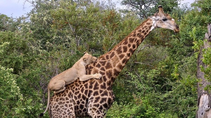 ELYUPNAHJEUL-high_1080p.mp4