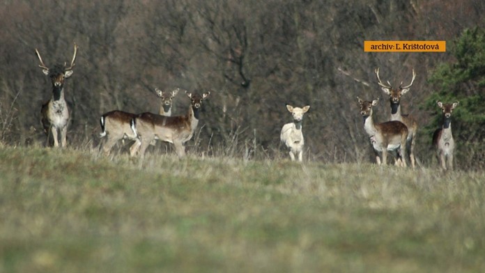 reflex premnozene daniele.jpg_bez_watermarku_1.jpg