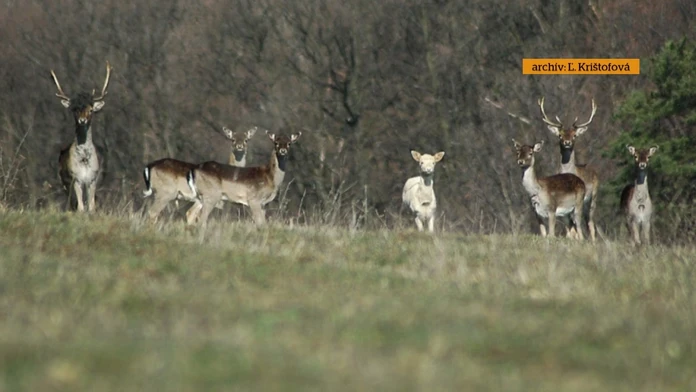 reflex premnozene daniele.jpg_bez_watermarku_1.jpg