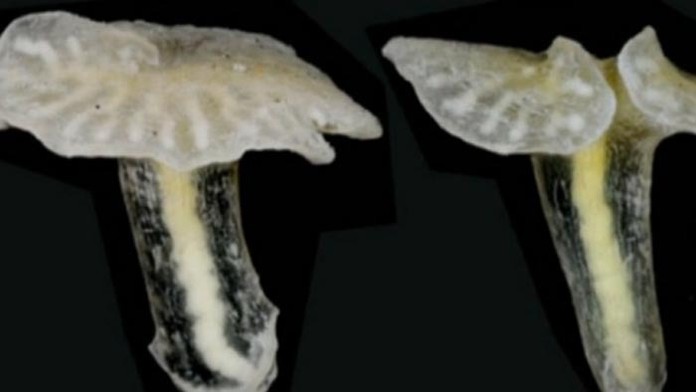 Dendrogramma