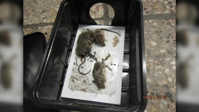 Kontrolóri našli v prevádzkach aj zdochnuté zvieratá.