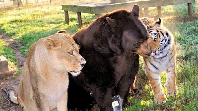 Priateľstvo zvierat