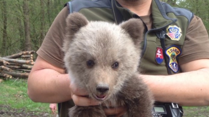 Andrej Kollár z Nitry (vľavo), Roman Kukumberg zo Slovana (v strede) a Karol Csányi z Nitry.