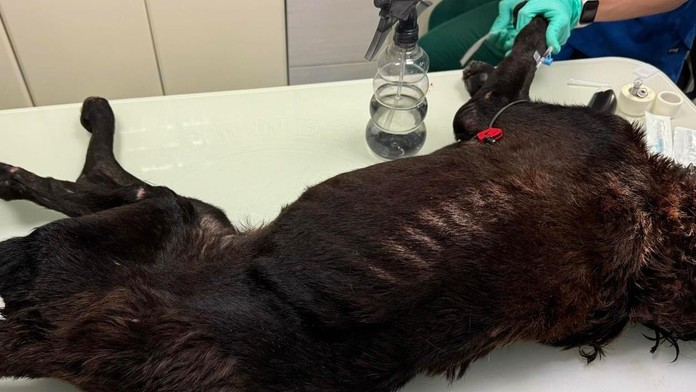 Psa týral krutým spôsobom. Zviera zožierali larvy, museli ho utratiť