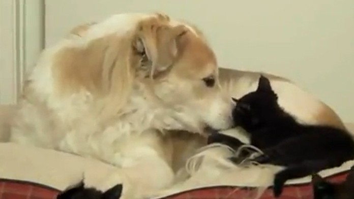 Pes a mačka - užasná trpezlivosť