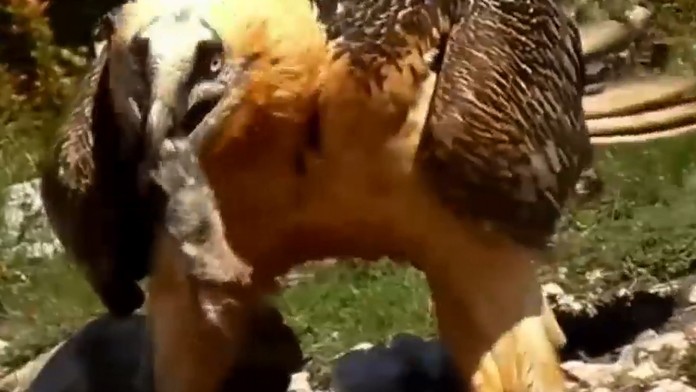 Na Slovensku sa nečakane objavilo zviera, o ktorom kolujú strašidelné mýty