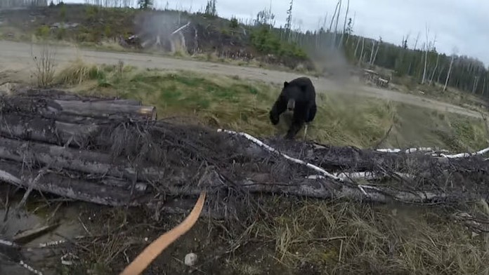 Muža napadol zúrivý medveď