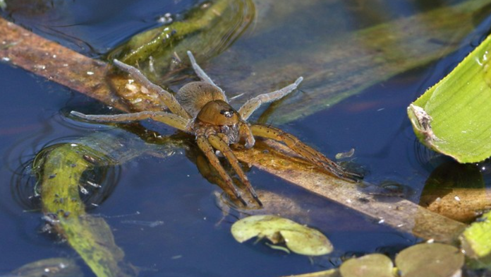 V Európe sa šíri obrí druh pavúka. Je veľký ako ľudská dlaň