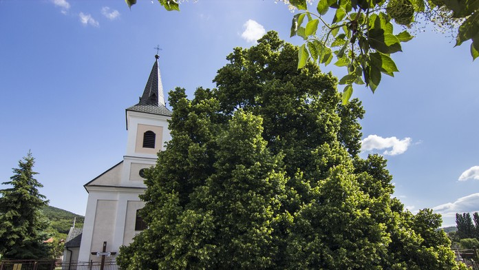 4. Dub letný, Dolná Strehová. (200 rokov)
