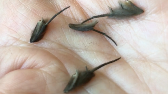 Ivan Štefunko a Miroslav Beblavý.