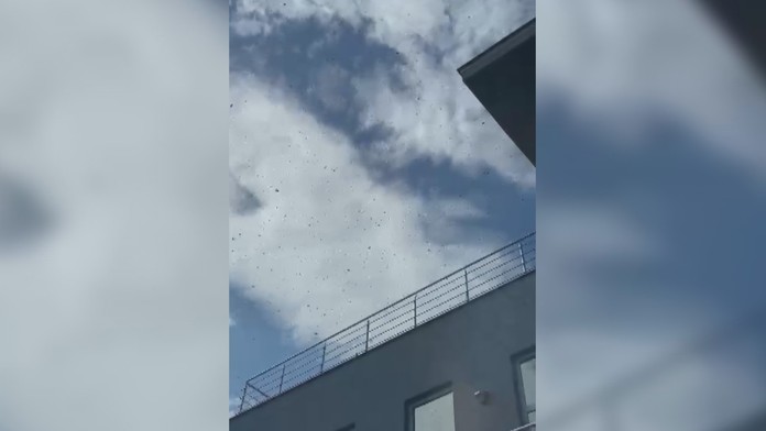 Budovu v Prešove obkľúčil 30-tisícový roj včiel. Majiteľ firmy sa ocitol pred ťažkou dilemou