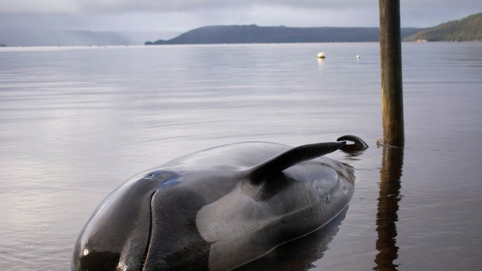 Uviaznuté veľryby na tasmánskom pobreží