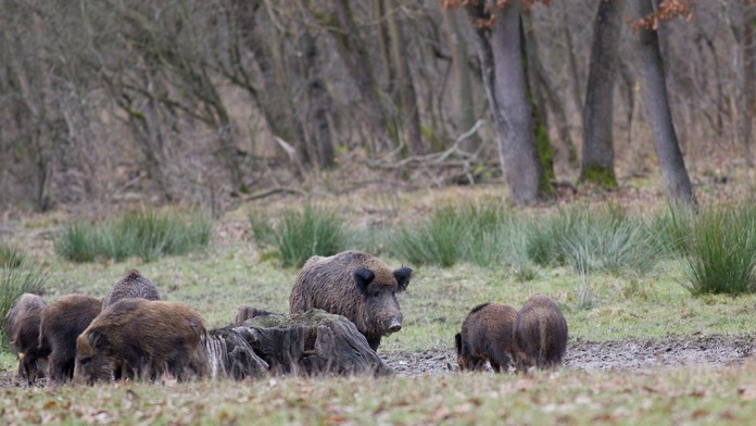 Stádo diviakov- ilustračná snímka.