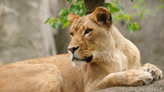 Levica Zuri zabila v zoo svojho partnera