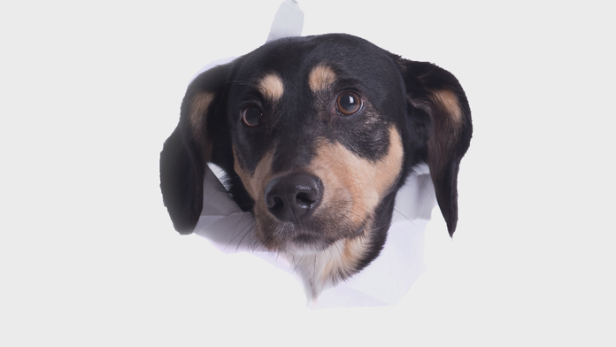 Na Silvestra sa stratili dva psy