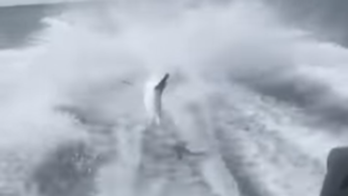 Žralok nemal šancu. 