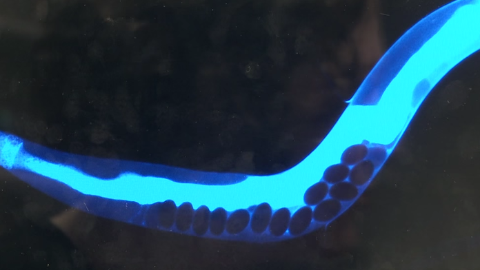 Smrť je bledomodrá.