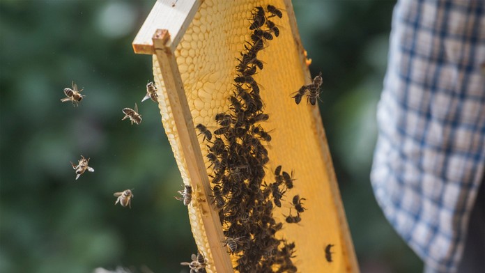 Očkovať budú aj hmyz: Americká vláda schválila prvú vakcínu na svete pre včely