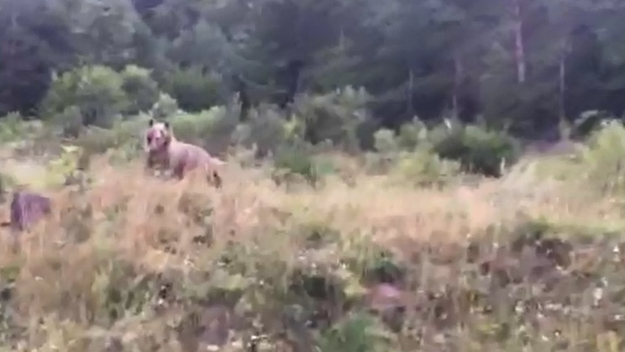 Medveď na Čertovici