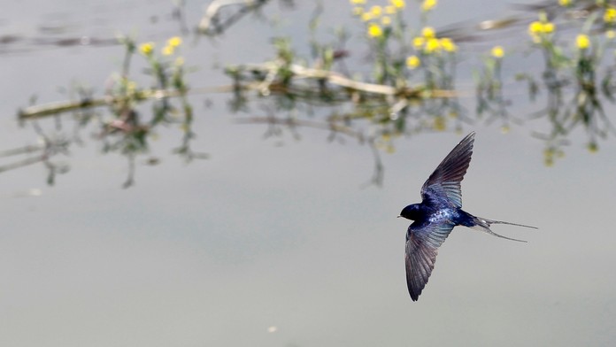  Lastovička obyčajná (Hirundo rustica)