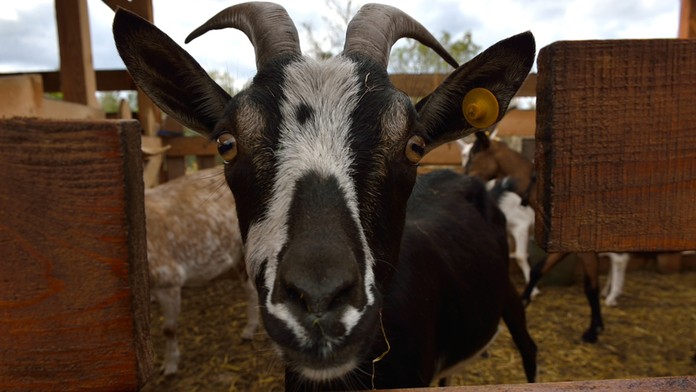 Nebezpečný pohľad farmárskej kozy