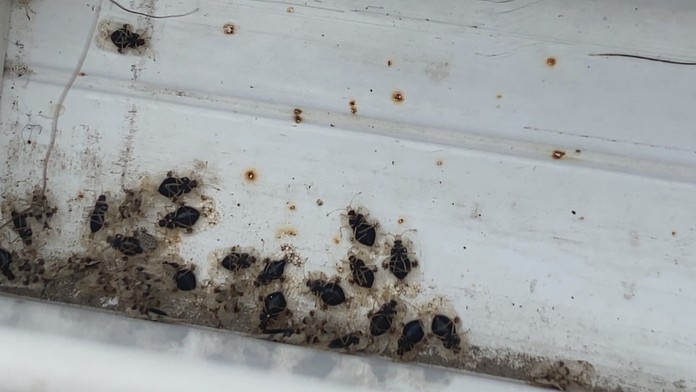 Bzdochy v Košiciach.