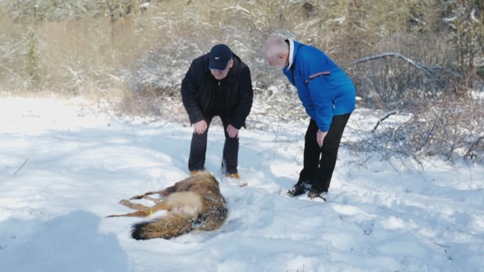 V Levoči našli vlka bez hlavy.