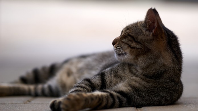 Briti na začiatku pandémie zvažovali utratenie všetkých mačiek. Dôvod je prostý