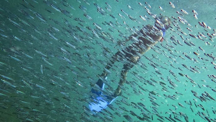 Ryby v oceáne (ilustračná snímka)