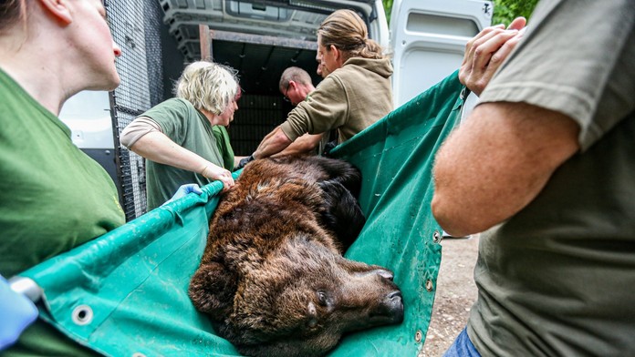 Poľská prokuratúra preveruje, či bol chránený medveď zastrelený na Slovensku