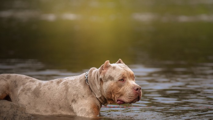 Aj psy môžu dostať úpal či rakovinu kože. Prečítajte si rady, ako tomu predísť