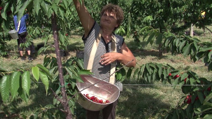 V sadoch nemá kto pracovať