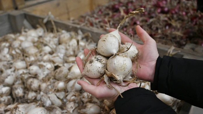 Farmár predáva cibuľu za smiešnu cenu. Ak sa nepredá, musí ju zaorať. Dôvodom sú absurdné výkupné ceny