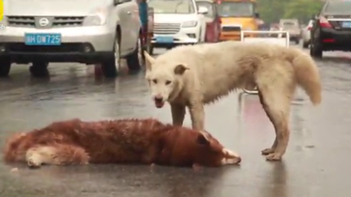 Pes stratil priateľa. 