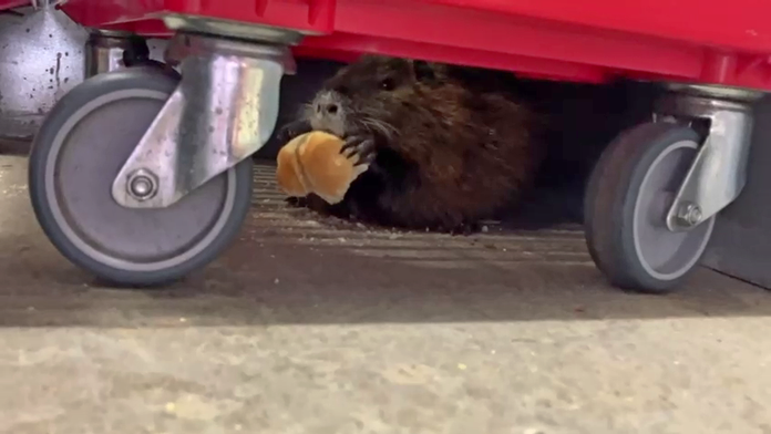 Nutria si v potravinách uchmatla žemľu.