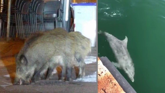 V Taliansku ožíva príroda.