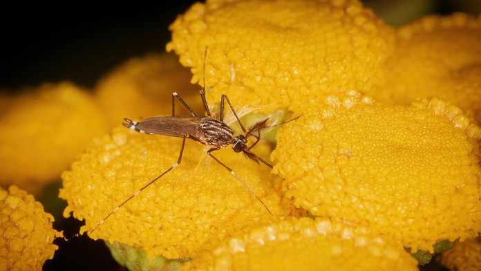 Na Slovensku sa udomácnil invazívny ázijský komár. Takto zabránite jeho rozmnožovaniu