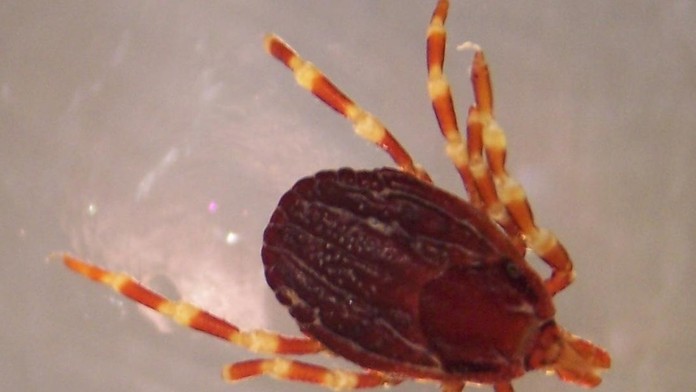 Kliešť Hyalomma marginatum