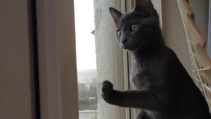 Trojmesačné mačiatko videlo prvýkrát sneh.