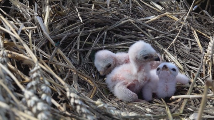 Mláďatá kane popolavej.