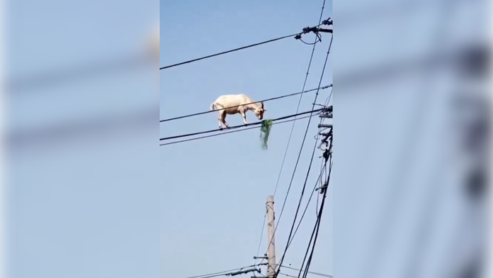 VIDEO: Ako sa tam dostala? Koza balansujúca na elektrickom vedení zmiatla ľudí na sociálnych sieťach