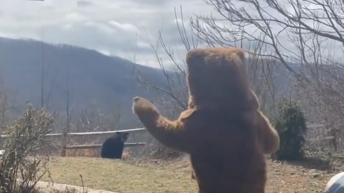 VIDEO: Muž chcel z pozemku odplašiť otravného medveďa. Jeho netradičná stratégia sa stala virálnym hitom