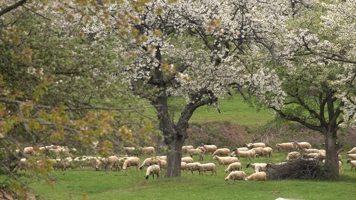 Miesto, ktoré sa na jar stáva najromantickejším na Slovensku