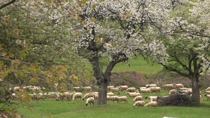 Miesto, ktoré sa na jar stáva najromantickejším na Slovensku